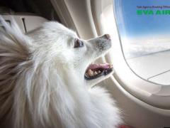 Tất tần tật kinh nghiệm thú cưng bay quá cảnh EVA Air từ a-z